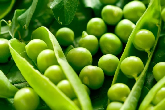 Семена гороха VERNON – канадский трансгенный сорт элита- фото № 6