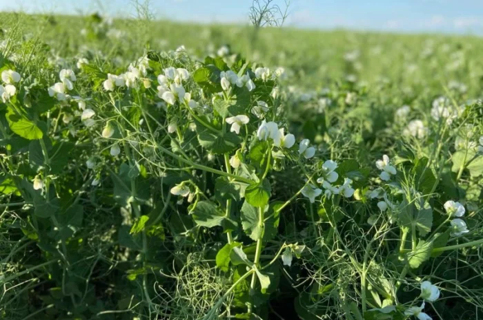 Горох зимуючий Баллтрап 1р- фото № 1