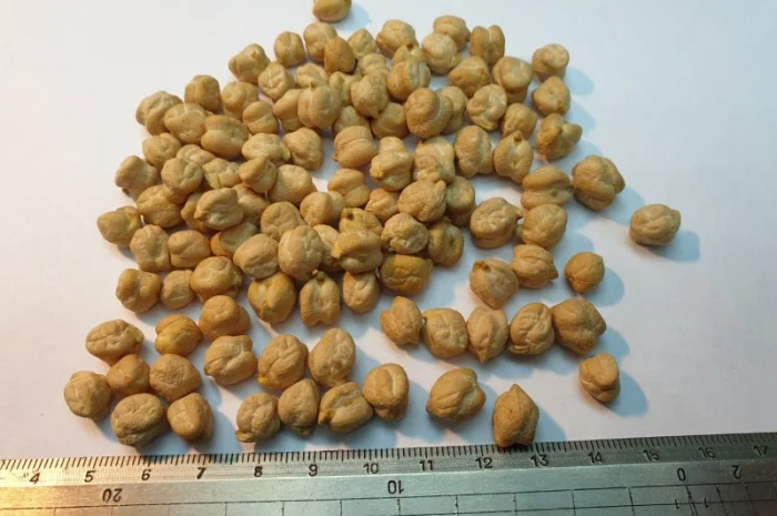 Продам горох нут Узбекистан- фото № 1