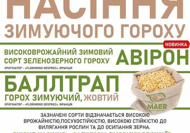 Продаємо насіння зимуючого гороху Авірон, Баллтрап- фото № 1