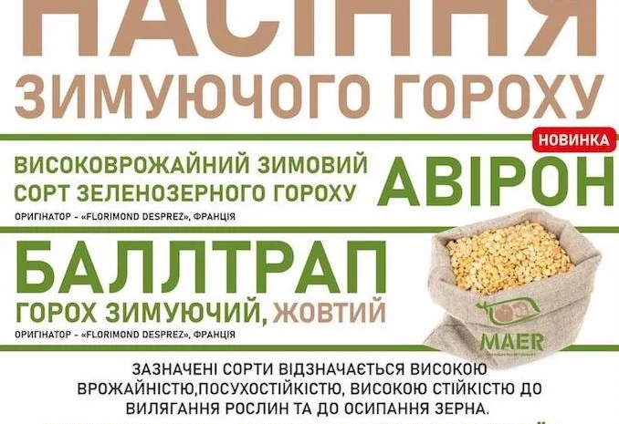 Насіння озимого гороху Авірон, Баллтрап- фото № 1