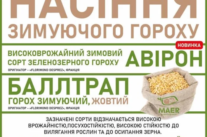 Реалізуємо насіння озимого гороху Авірон, Баллтрап- фото № 1