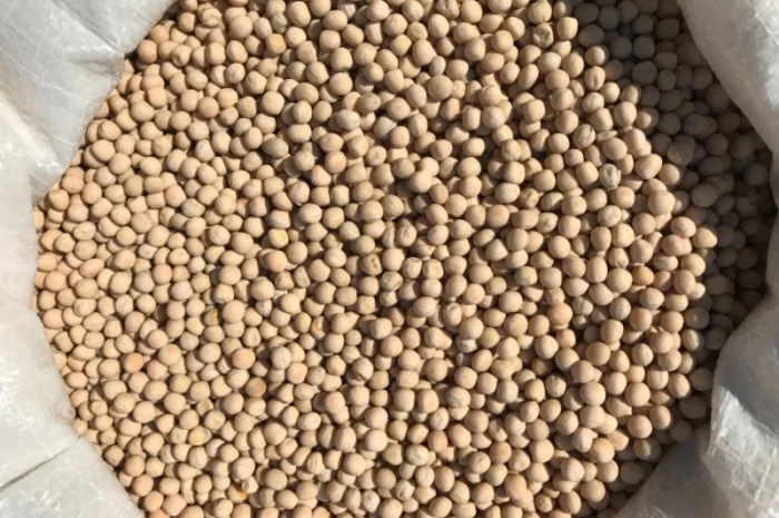 Горох посевной Элита- фото № 1