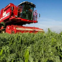 Горох желтый- фото № 7