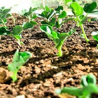 Горох желтый- фото № 3