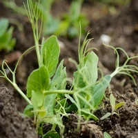 Горох желтый- фото № 4