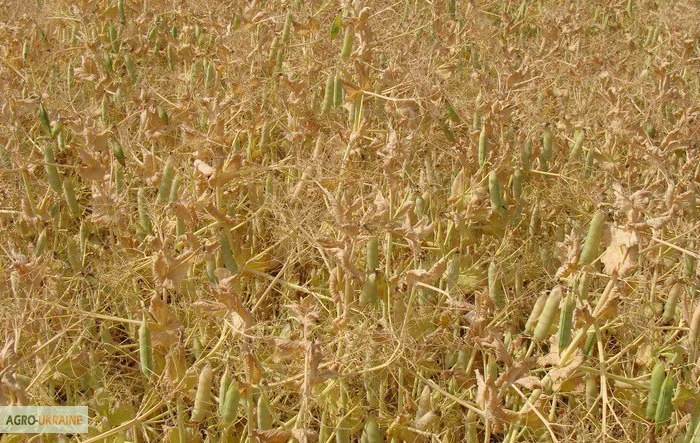 Продаем семена немецкого посевного желтого гороха Мадонна- фото № 1