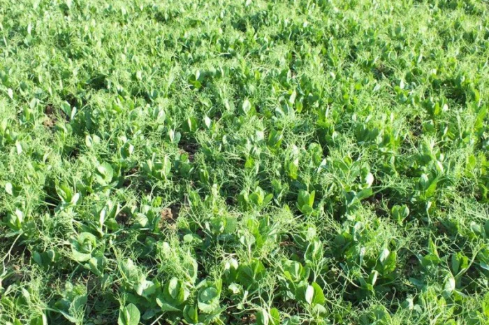 Озимый горох НС Мороз- фото № 1