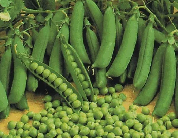 Семена гороха Царевич, элита / 1 репродукция, пригодный к сбору прямым комбайнированием- фото № 1