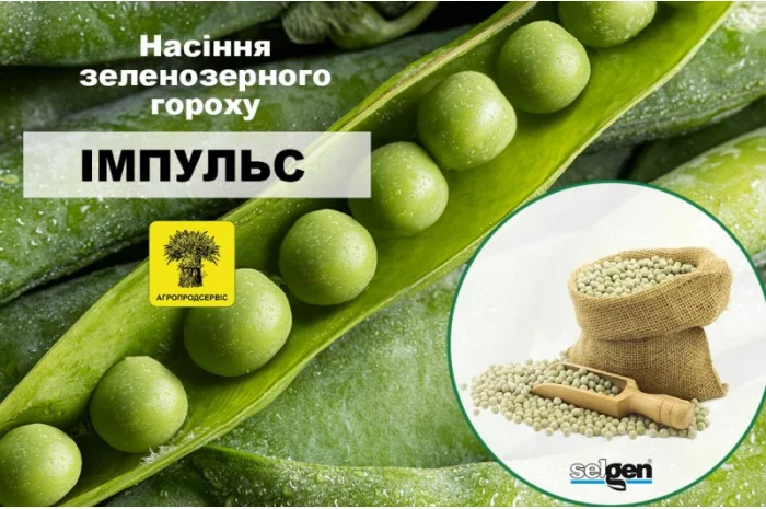 Продам насіння зеленозерного гороху- фото № 1