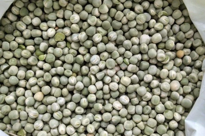 Продаємо горох(жовтий)- фото № 1