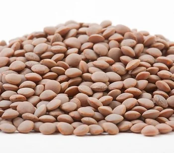 Семена красной чечевицы Максим 1-я репродукция- фото № 1