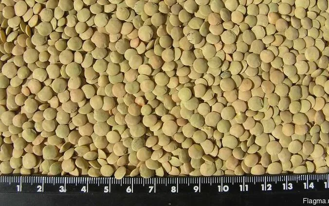 Чечевица зеленая- фото № 1