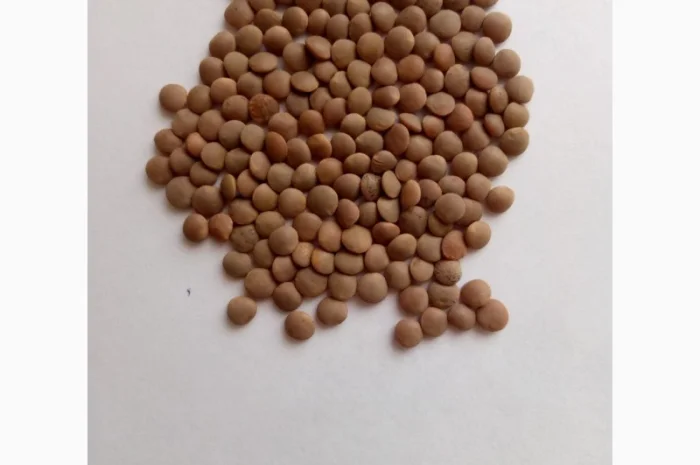 Семена красной чечевицы сорта Максим – 1 репродукция- фото № 1