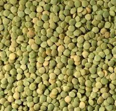 Семена зеленой чечевицы сорта Линза 1 репродукция- фото № 1