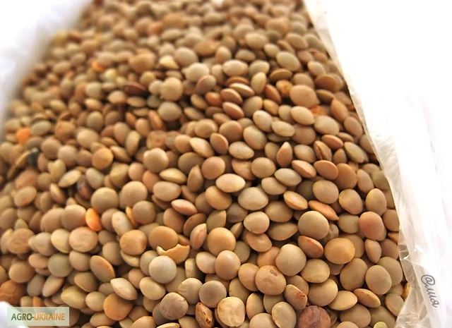 Куплю чечевицу различного сорта- фото № 1
