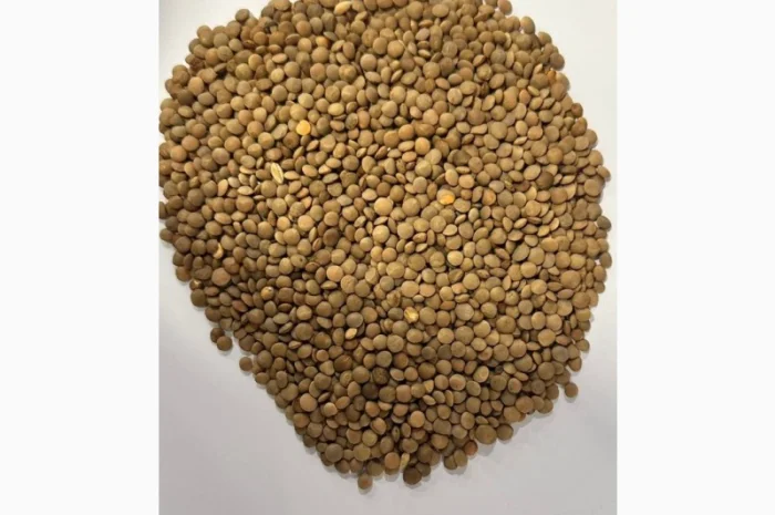 Продам насіння сочевиці червоний сорт Максим насіння нуту Заховіт та СН 2Р- фото № 1