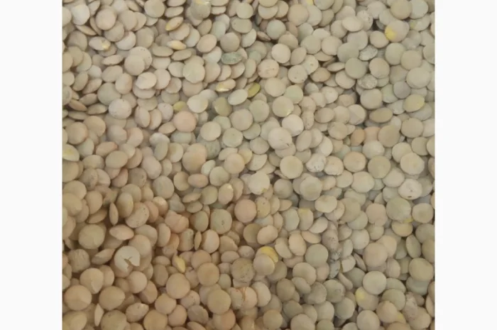 Продается насіння зеленої сочевиці- фото № 1