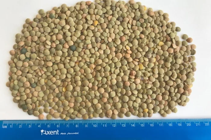 Купуємо чечевицу- фото № 1