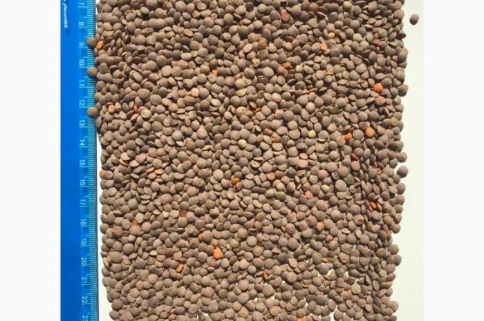 Купуємо чечевицу- фото № 2