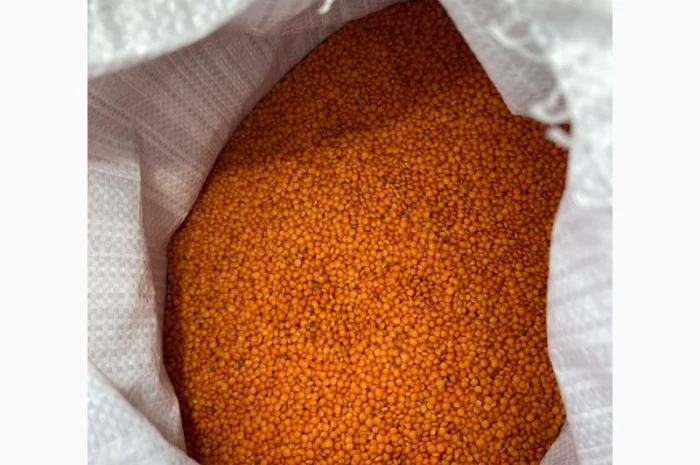 Продаємо сочевицю червону- фото № 1