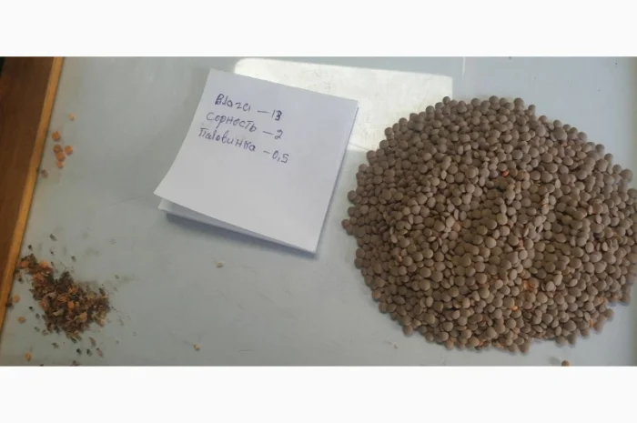 Сочевиця червона- фото № 1