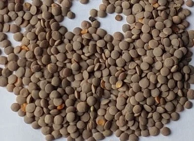 Сечевиця червона сорт Максим (під пульсар, імазамокс 40г/л)- фото № 1