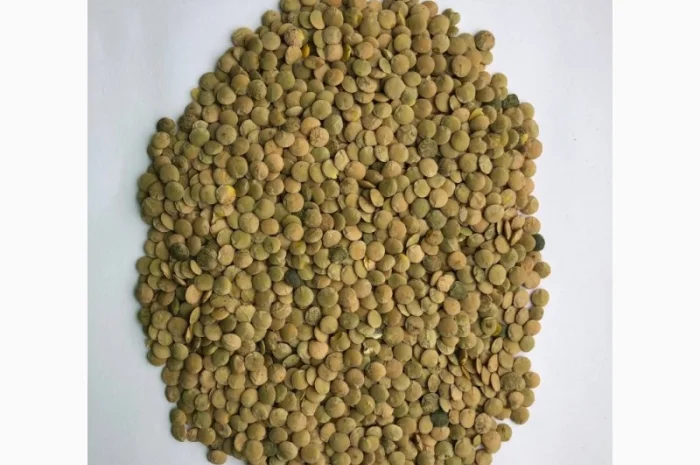Куплю сочевицю чечевицу на переробку- фото № 1