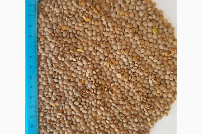 Чечевица красная, сочевиця червона- фото № 1