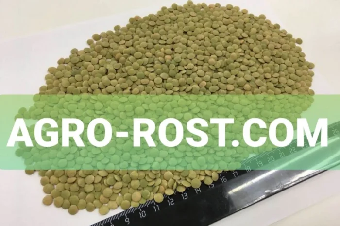 Чечевица зеленая от сельхозпроизводителя опт и розница- фото № 1