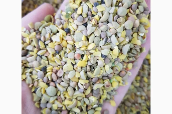 Чечевица зеленая колотая дробленая после очистки- фото № 2