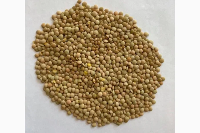 Чечевица зеленая от сельхозпроизводителя- фото № 1