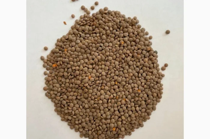 Чечевица красная опт сельхозпроизводитель- фото № 1
