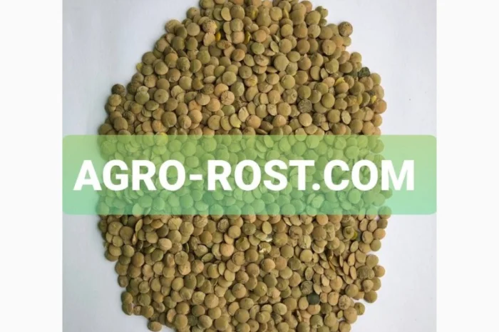 Чечевица зеленая сочевиця чечевиця- фото № 1