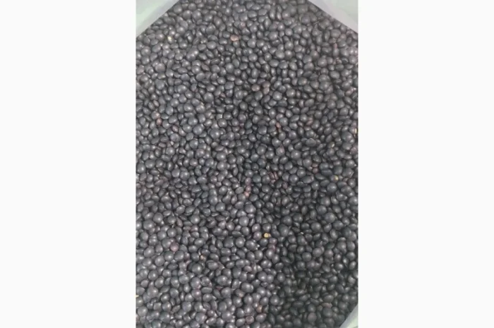 Насіння сочевиці (білуга чорна)- фото № 4