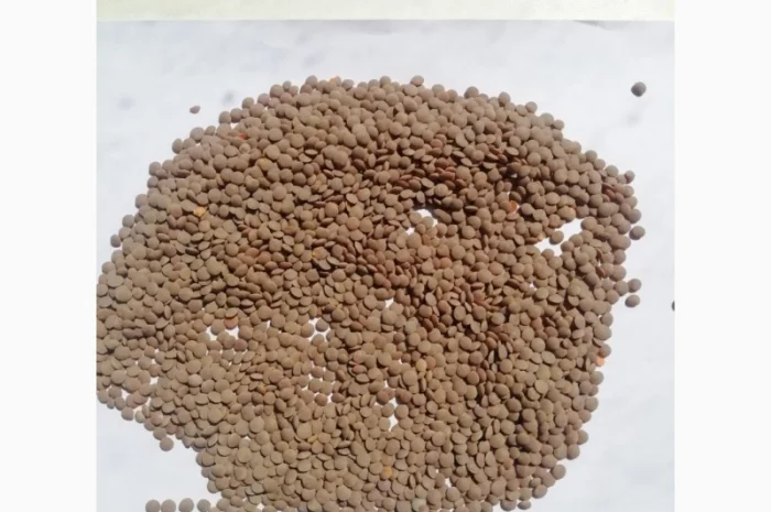 Продам червону чечевицю 75 т- фото № 1