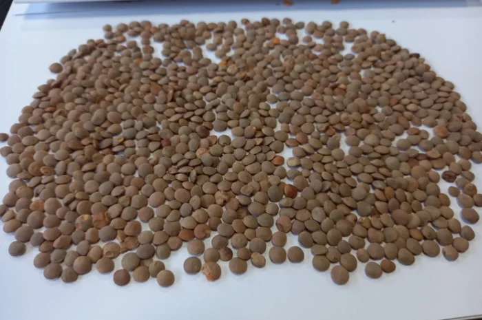 Семена чечевицы красной сорт Максим- фото № 1