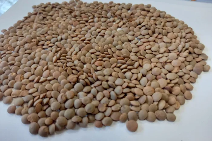 Семена чечевицы красной сорт Максим- фото № 2