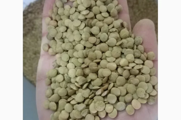 Продаем чечевицу зеленую- фото № 1
