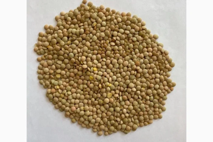 Купуємо сочевицю 2024 року врожаю- фото № 1