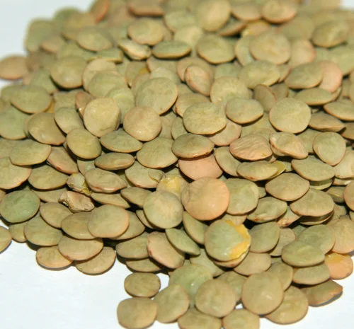 Продаємо насіння сочевиці зеленої сорт "Лінза"- фото № 1