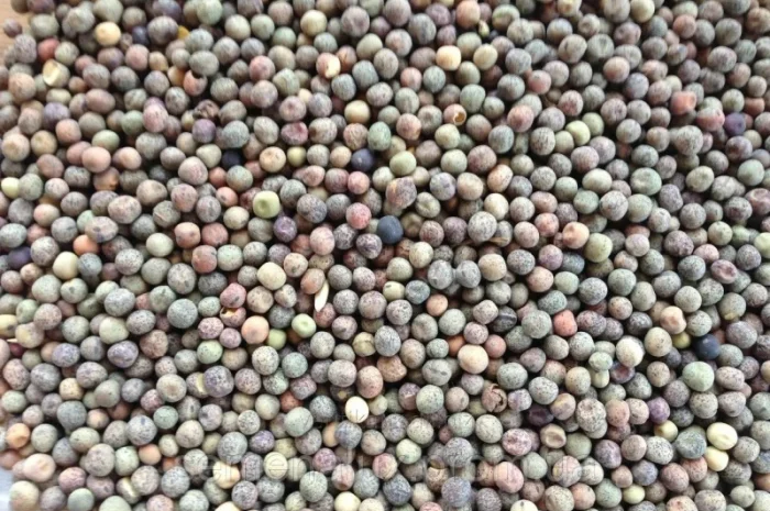 Куплю пелюшку (дикий горошок)- фото № 1