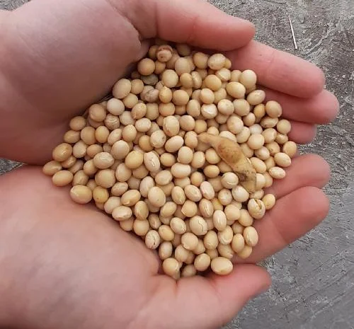 Половинки сои и зерновые отходы кукурузы покупаем- фото № 1