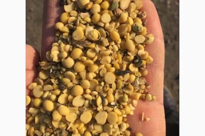 Закупівля половинок сої- фото № 1