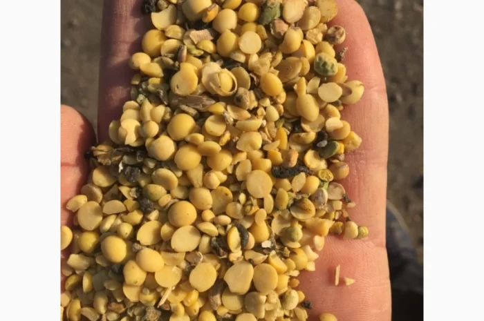 Закупаем половинки сои и отходы кукурузы- фото № 1