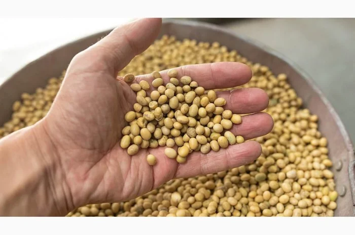 Закупка кукурузных отходов- фото № 1