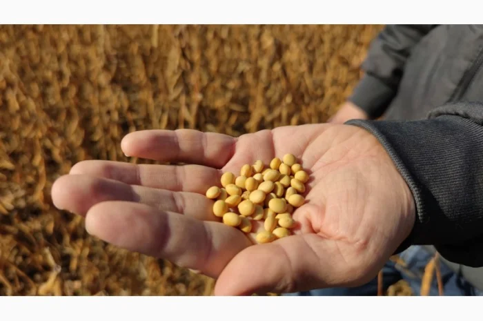 Закупка половинок сои и кукурузных отходов- фото № 1