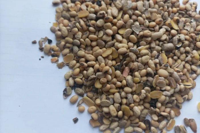 Куплю половинки сої. Куплю зерновідхід кукурудзи- фото № 1