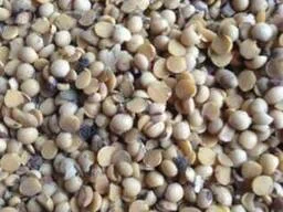 Відхід кукурудзи- фото № 1