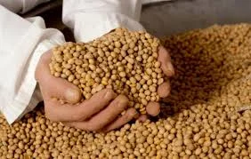 Відходи кукурудзи. Половинки сої. Куплю. Самовивіз- фото № 1